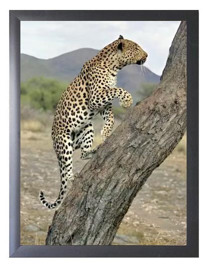 70x100-cms-black-wood-picture-frame-with-clear-glass