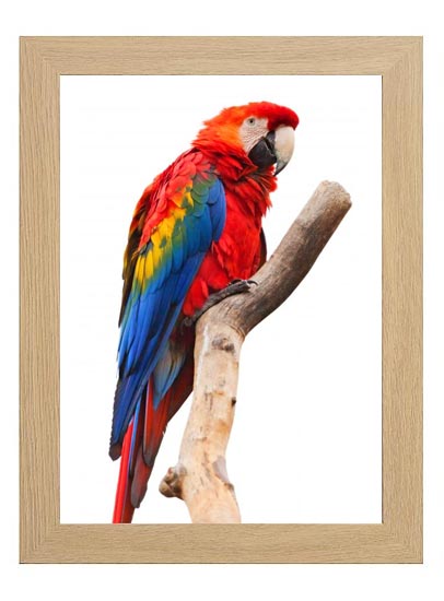 8x10-ashwood-photo-frame-with-clear-glass-stand